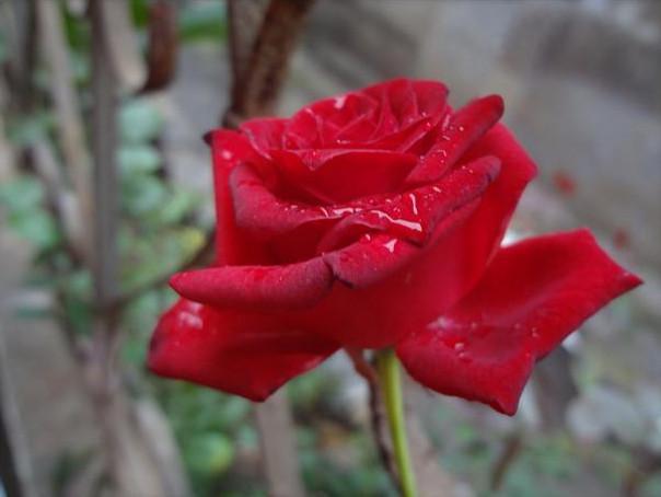 一朵红玫瑰花图片大全，在文字中遥望，凝结了几许牵念或惆怅