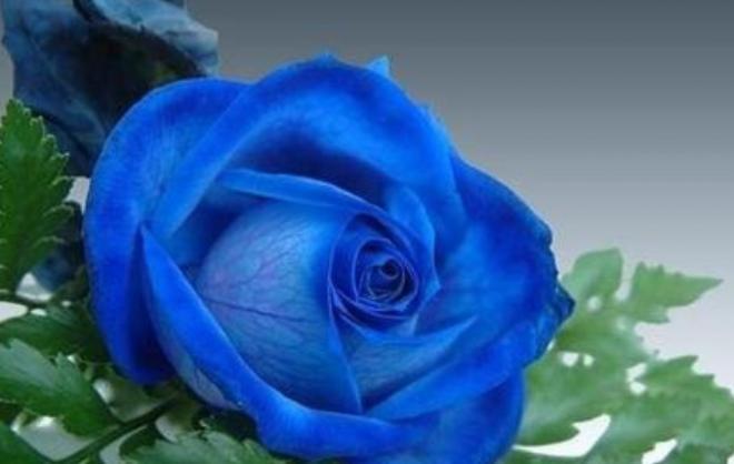 蓝色玫瑰花图片大全唯美，在这个刻意嬉笑的年代，暗恋只是个秘密