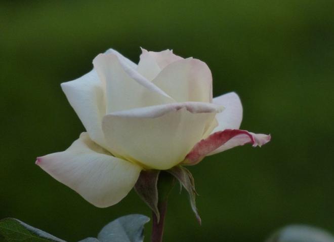 白玫瑰花图片唯美，很多时候我们都假装自己活得很充实