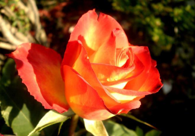 橘色玫瑰花图片，珍贵的东西是埋藏在心里的