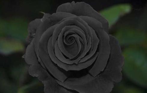 qq头像黑玫瑰花图片，成为你人生中最值得怀念，最可宝贵的经历