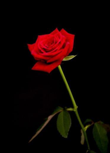 单只的玫瑰花图片黑白，少一点矫情，多一点努力