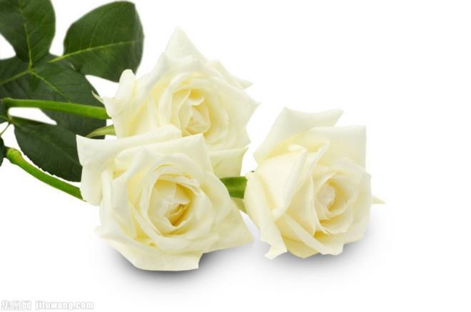 白色的玫瑰花图片，不知不觉好久没有联系啦！