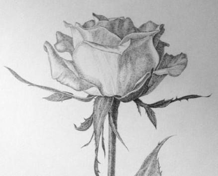 一枝玫瑰花图片铅笔画，你总是想要变好，努力靠近他