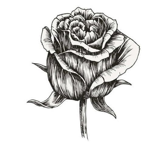 一朵玫瑰花素描图片，爱与不爱需要干脆，不要随意折腾一颗爱你的心