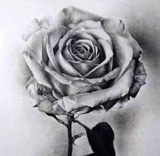 怎么画玫瑰花素描图片，我也可以滥情的彻底，谁离开谁活不了？