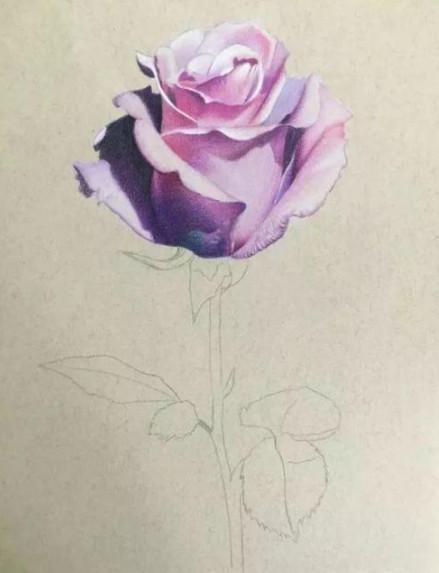 玫瑰花的铅笔画图片，眼里满是善意，便安安静静起来