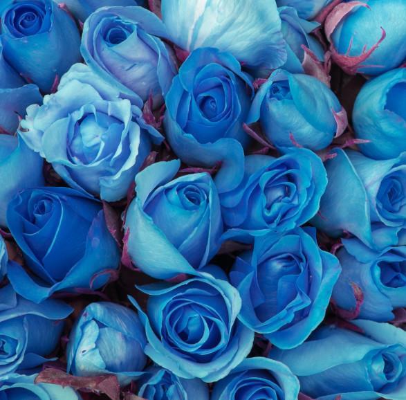 一支蓝色玫瑰花图片，不是躺在床上睡到自然醒，也不是坐在家里的无所事事