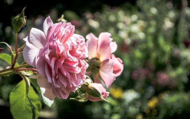 淡粉色玫瑰花图片，温顺地对待一切，不要因不幸而仇恨和悲戚