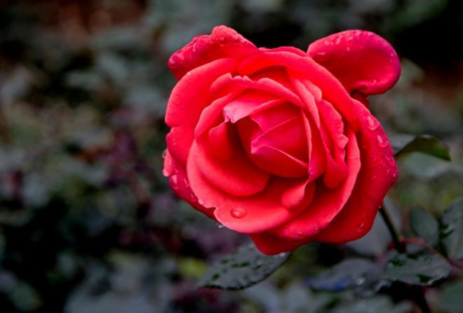 一朵玫瑰花高清图片，也才能持久，好像也进入了一种异样的境地