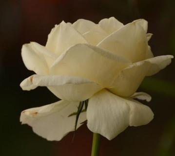一枝白玫瑰花图片，风雨，要自己挡；滋味，要自己尝