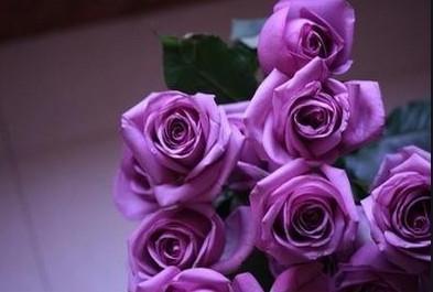 紫色真玫瑰花图片，生活有你，所以快乐无穷