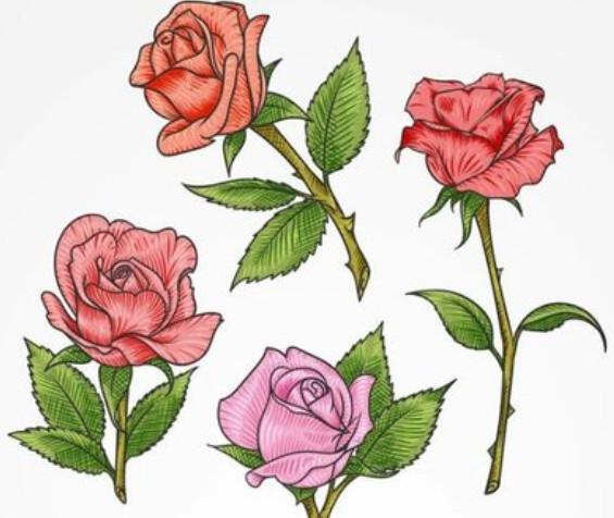彩色的玫瑰花图片大全，天长地久陪伴你，地老天荒永不离！