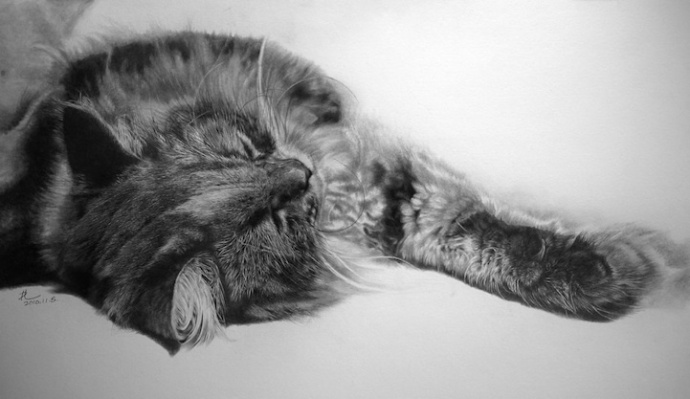 超写实猫咪素描图片(2) 第2页