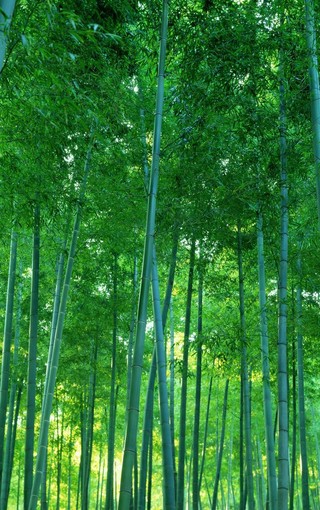 iphone pro高雅的竹子风景壁纸(5)