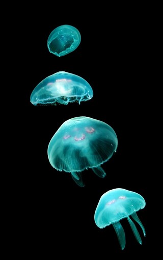 海底世界水母iPhone手机壁纸(4)