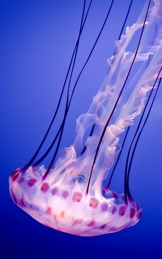 海底世界水母iPhone手机壁纸(9)