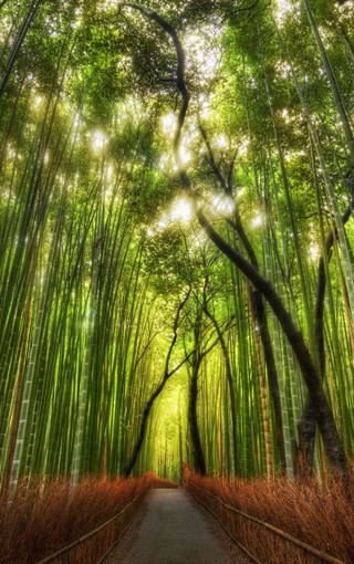 iphone pro高雅的竹子风景壁纸(8)