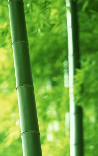iphone pro高雅的竹子风景壁纸(3)