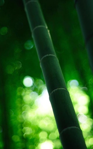 iphone pro高雅的竹子风景壁纸(4)