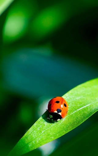 漂亮的红色瓢虫特写iPhone 5S壁纸