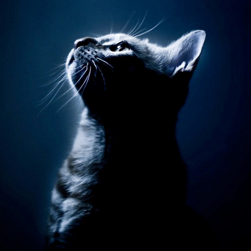 全身灰黑色的小猫可爱图(2)