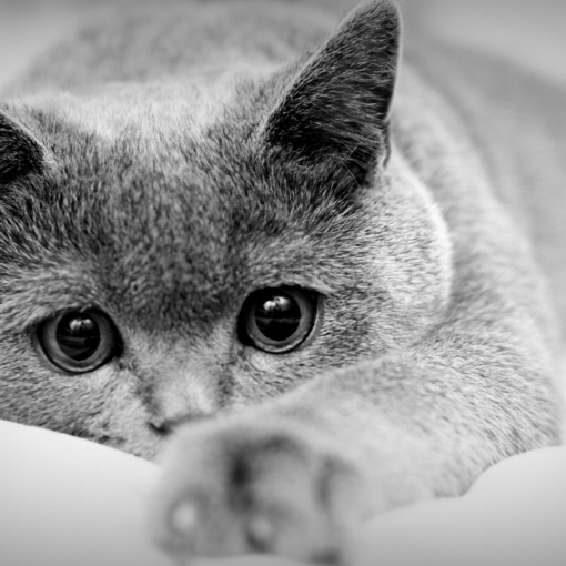 全身灰黑色的小猫可爱图(4)