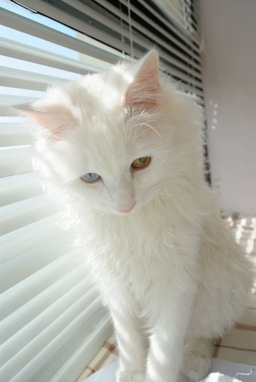 白色猫猫可爱图片大全