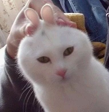 白色猫猫可爱图片大全(4)