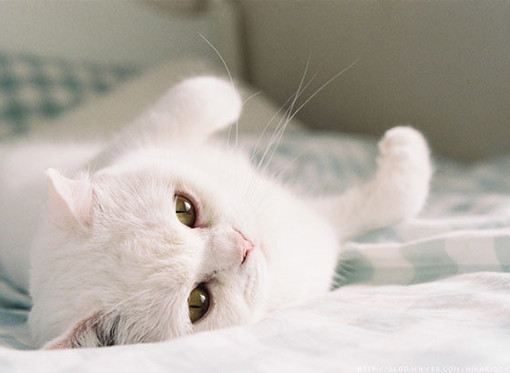 白色猫猫可爱图片大全(6)