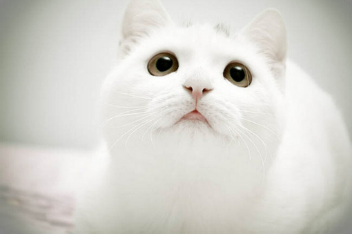白色猫猫可爱图片大全(7)