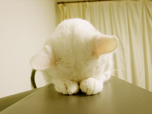 白色猫猫可爱图片大全(5)