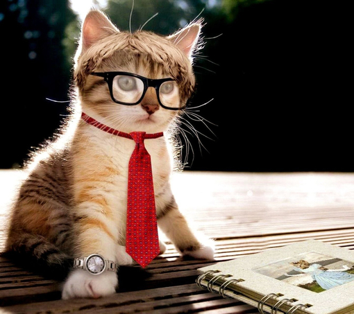 戴眼镜的可爱猫猫