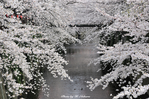 韩国镇海樱花图片