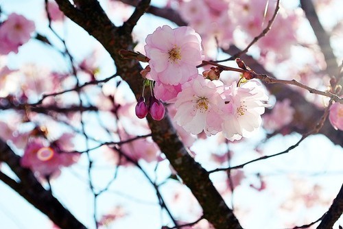 漂亮樱花图片(4)