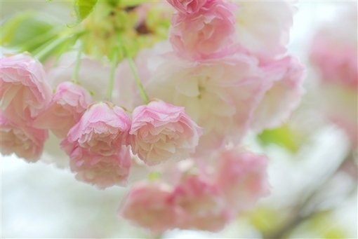 漂亮樱花图片(5)