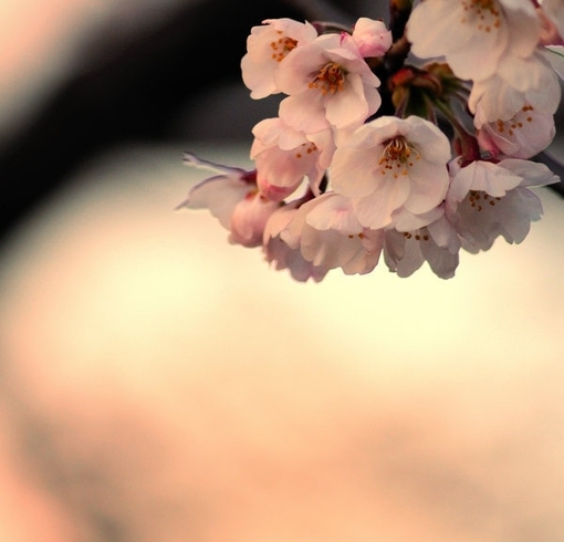 春天樱花树图片