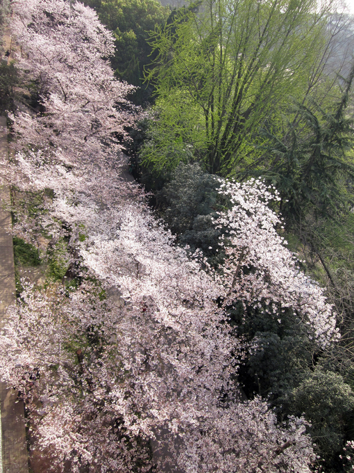 春天樱花树图片(3)
