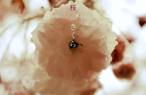 春天樱花树图片(5)