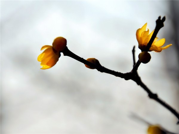 春天的腊梅花图片
