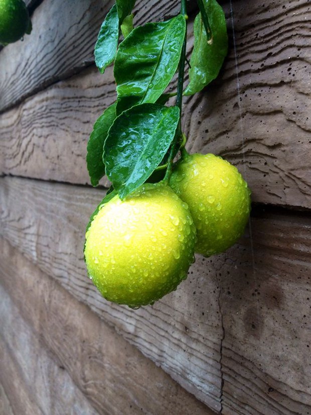 酸酸甜甜的柠檬高清优美图片(2)