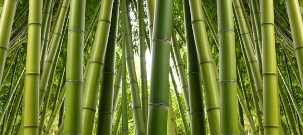 高清竹子背景图片素材