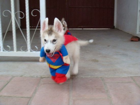 超人萌宠棒棒哒可爱的动物图片(5)