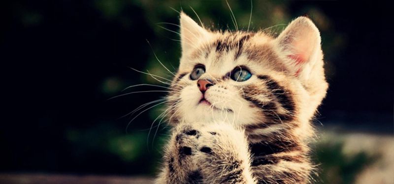 可爱小猫咪高清摄影图片(4)