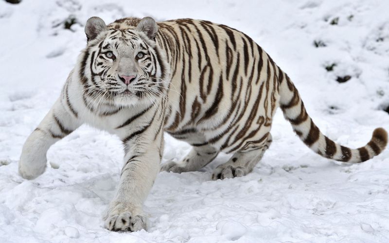 乖巧的白虎动物图片(2)