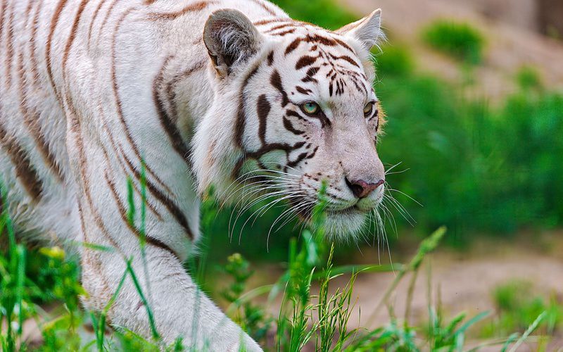 乖巧的白虎动物图片(5)