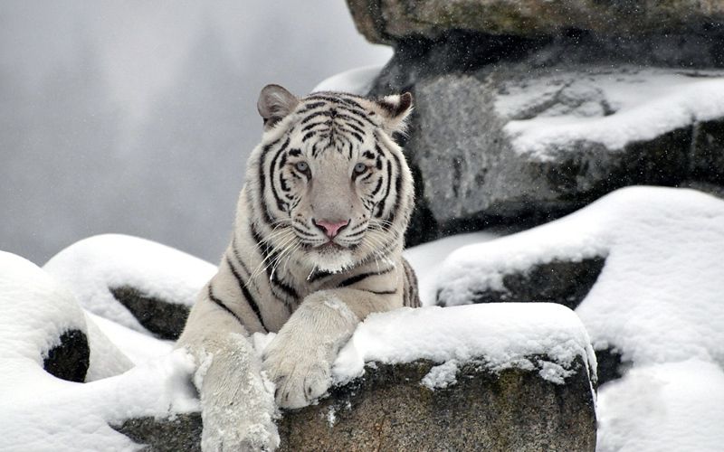 乖巧的白虎动物图片(4)