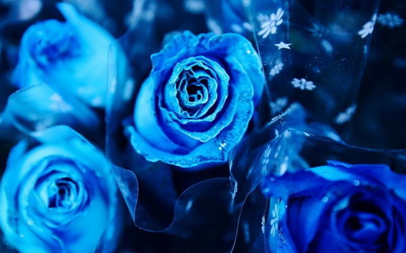 蓝色妖姬高清植物图片