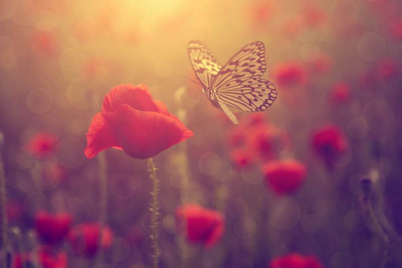超清的蝴蝶与花朵唯美图片(3)