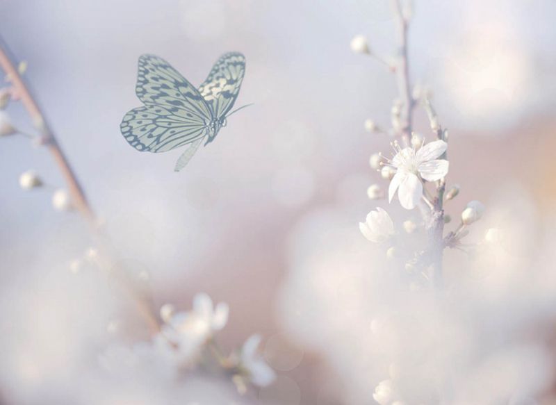 超清的蝴蝶与花朵唯美图片(4)